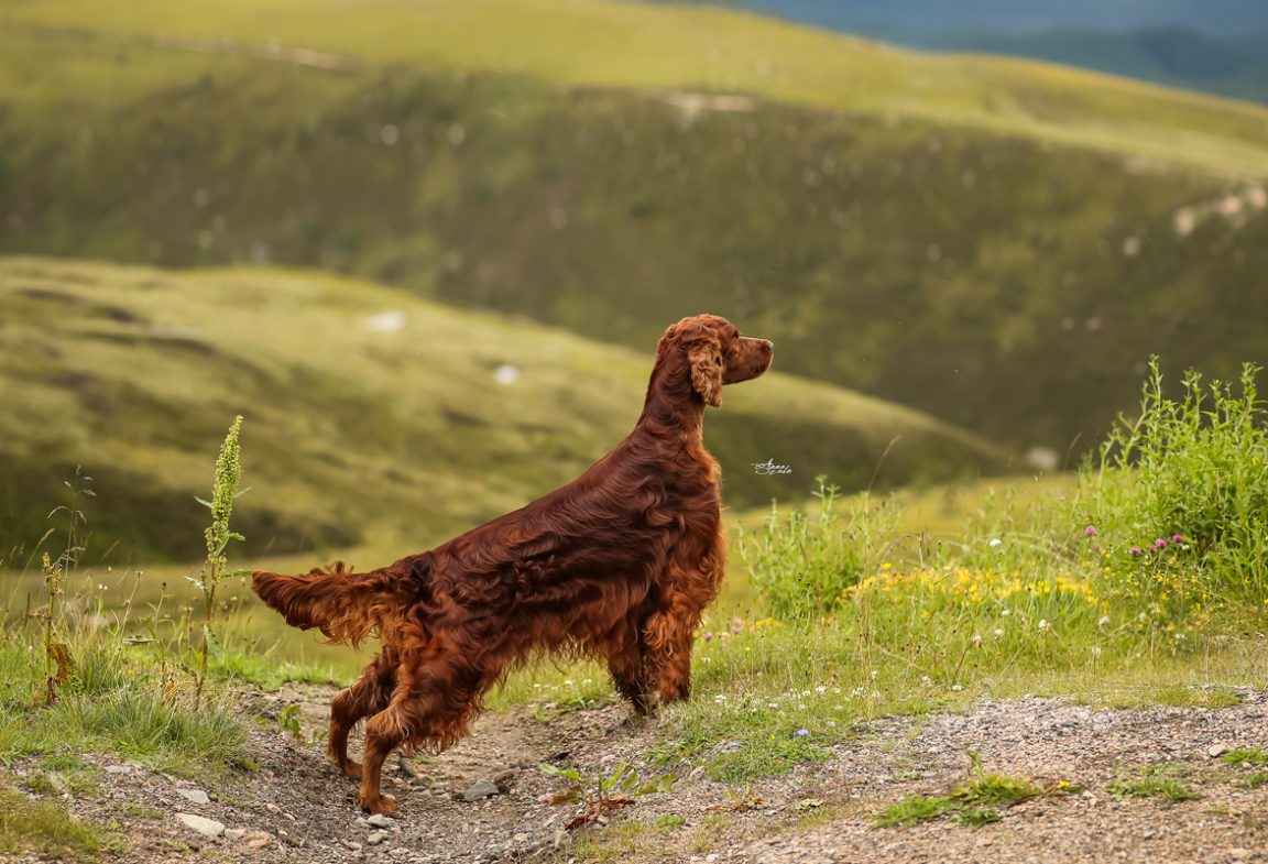 Gwendariff Irish Setters – Gwendariff Irish Setters – A Passion for ...