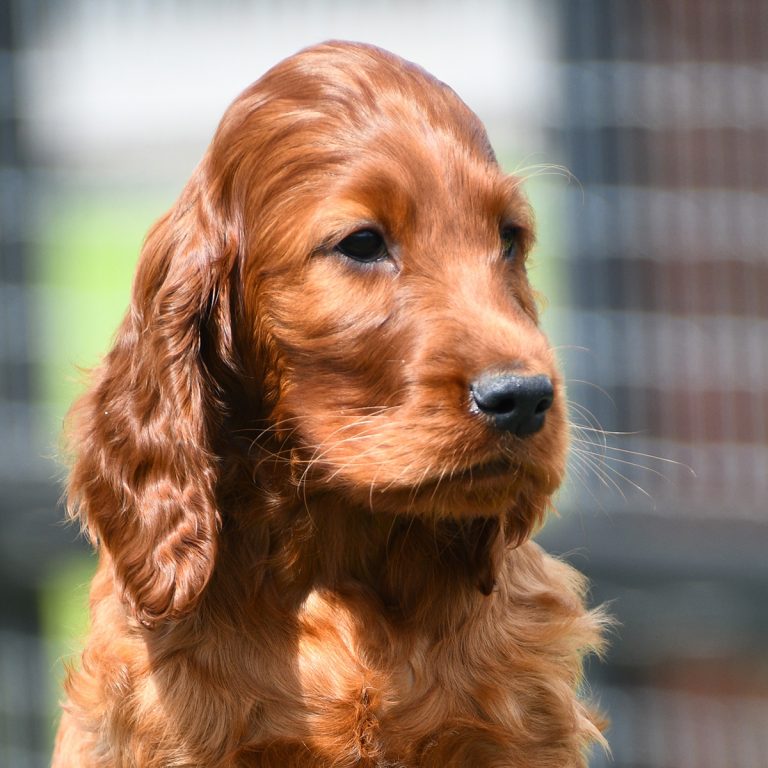 OUR PUPPIES – Gwendariff Irish Setters