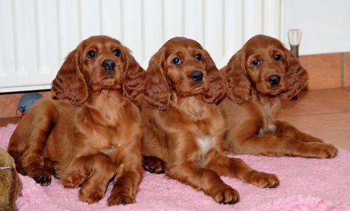 Sisters from Lucy and Sh Ch Danaway Lancelot litter